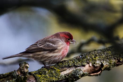 View of a Purple Finch (Haemorhous purpureus) in a Magnolia Tree During Winter, Ohio