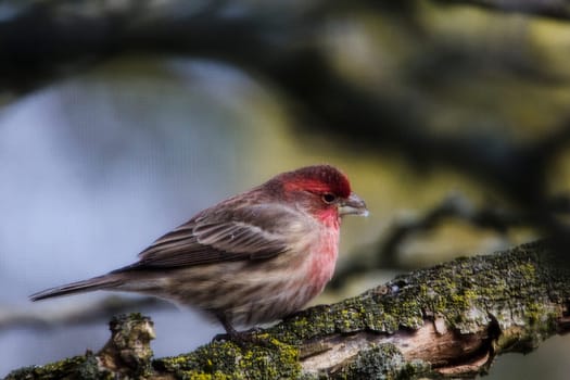 View of a Purple Finch (Haemorhous purpureus) in a Magnolia Tree During Winter, Ohio