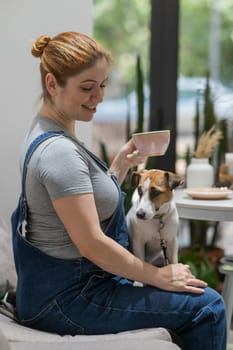 Jack Russell Terrier sitting on the lap of the owner in a cafe. Pregnant woman drinking coffee in dog friendly cafe