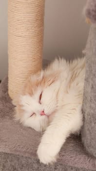 Fluffy calico kitty sleeping on grey cat tree, front view. Vertical. Cute young short hair white cat lying in grey cat house with copy space. White kitten with brown eyes.