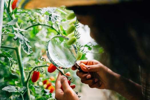 Botanist with a magnifying glass inspects a tomato plant for lice checking vegetable quality for herbology research. Expertise and learning in plant science and farming practices.