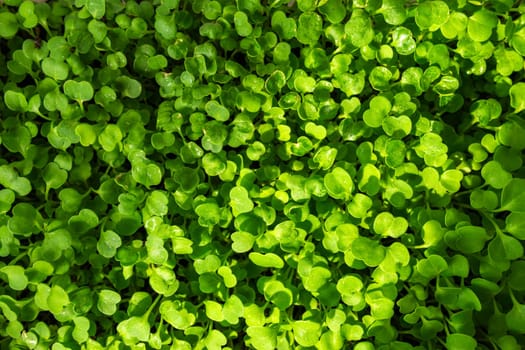 Verdant Serenity, An Exquisite of Micro Greenery Adorned Window Sill. Texture