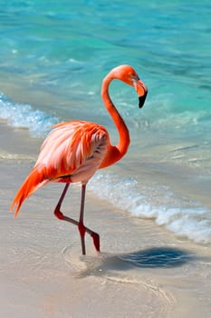 pink flamingo on the seashore. Selective focus. animal.