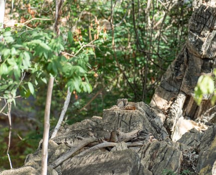 Rock cavy group rests, camouflaged on Brazilian Chapada Diamantina rocks.