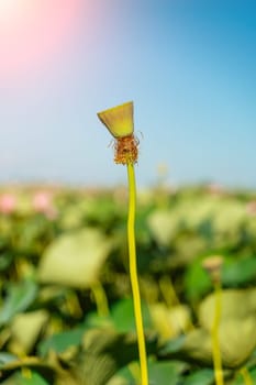 A pink lotus flower sways in the wind. Against the background of their green leaves. Lotus field on the lake in natural environment