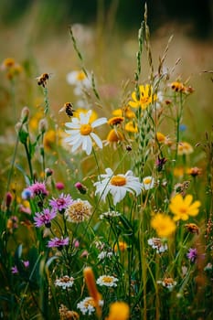 Bees in the meadow and apiary. Selective focus. Nature.