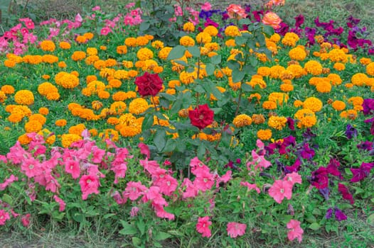 flowerbeds of multicolored flowers and plants close-up. photo