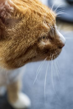 Portrait of a red cat with yellow eyes