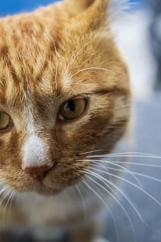 Portrait of a red cat with yellow eyes