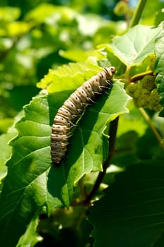 caterpillar on leaves in the garden. Selective focus. nature.