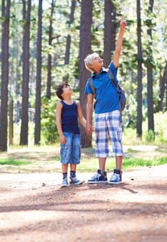 Boys, children and pointing at trees while hiking in forest, nature and exploration with adventure outdoor. Discovery, travel with brothers or friends trekking in park for sightseeing with backpack.