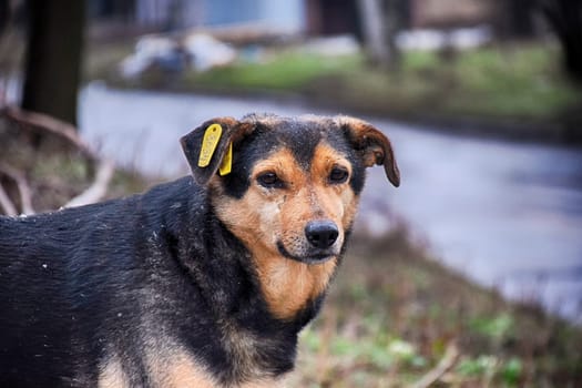 A lonely cute brown puppy sitting on road with blurry background