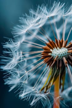 dandelions bloom in the meadow. Selective focus. nature.