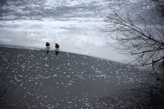 Duck sitting on ice at jokulsarlon glacier lagoon, iceland