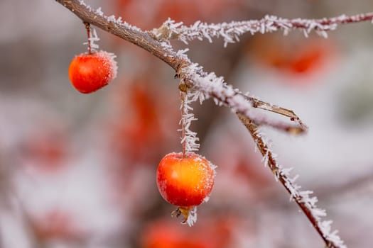 Small ornamental apple with ice and ice crystals cropped in winter