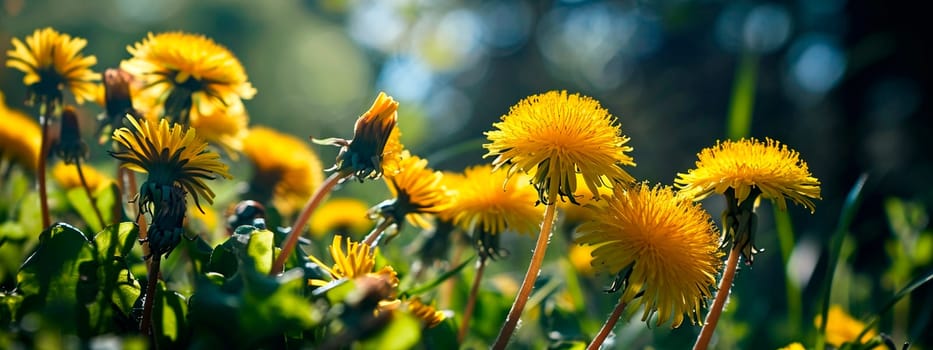 dandelions bloom in the meadow. Selective focus. nature.