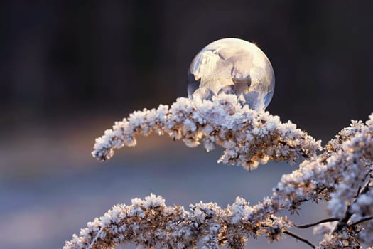 Beautiful ice bubble. Macro shot of winter nature. Frost - ice and frozen water at a low temperature.