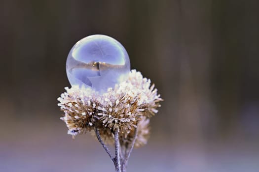 Beautiful ice bubble. Macro shot of winter nature. Frost - ice and frozen water at a low temperature.