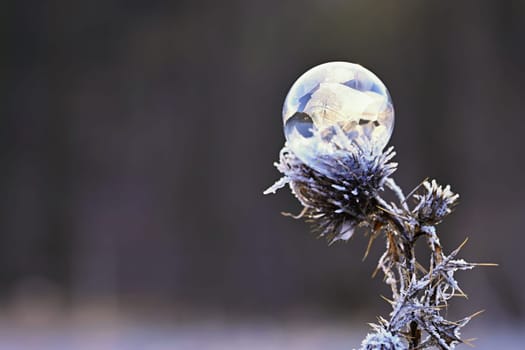 Beautiful ice bubble. Macro shot of winter nature. Frost - ice and frozen water at a low temperature.