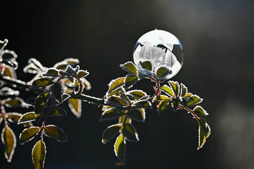 Beautiful ice bubble. Macro shot of winter nature. Frost - ice and frozen water at a low temperature.