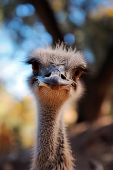 portrait of an ostrich in the wild. Selective focus. animal.