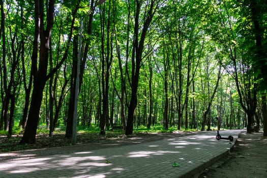 Alley in the spring park. The path in the park is made of concrete tiles.