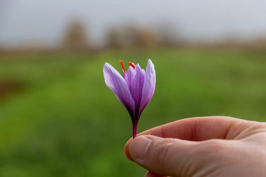 Saffron flowers bloom into beautiful purple blossoms known as crocuses. Saffron is one of most expensive spices in world due to its labor-intensive production.