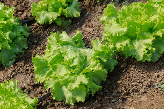 Lettuce grows in a greenhouse, temperature and humidity in greenhouse creates ideal conditions for a good harvest.