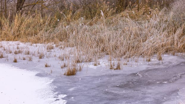 Reeds and grasses by a picturesque frozen stream with snow and ice in winter