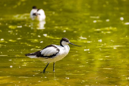 A black and white plumaged avocet struts in a captive pond under an aviary