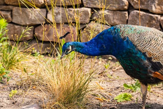 A bright blue peacock in a field looking for food in a field, Germany