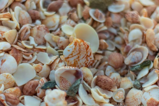 Close-up photo of a lot of shells at the beach in Saint Barthélemy (St. Barts, St. Barth) Caribbean