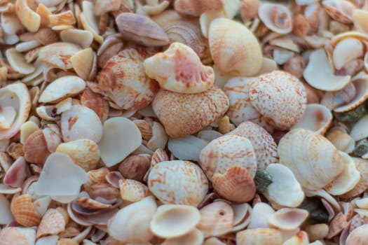 Close-up photo of a lot of shells at the beach in Saint Barthélemy (St. Barts, St. Barth) Caribbean