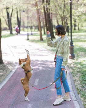 A young woman trains a non-barking African dog for a walk in the park. The Basenji performs the command on its hind legs
