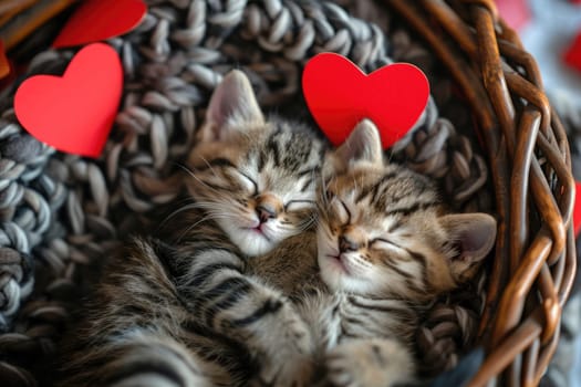 Cute cat couple in love on valentines day Pragma
