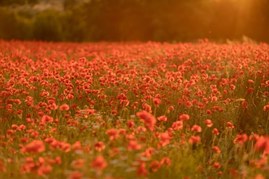 Field poppies sunset light banner. Red poppies flowers bloom in meadow. Concept nature, environment, ecosystem