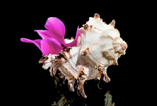 Close-up of Murex Indivia Longspine sea shell on a black background