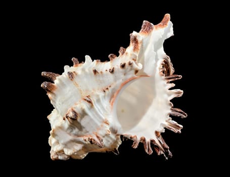 Close-up of Murex Indivia Longspine sea shell on a black background