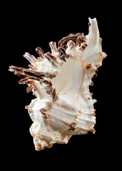 Close-up of Murex Indivia Longspine sea shell on a black background