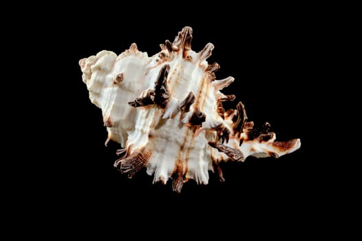 Close-up of Murex Indivia Longspine sea shell on a black background