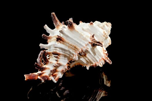 Close-up of Murex Indivia Longspine sea shell on a black background