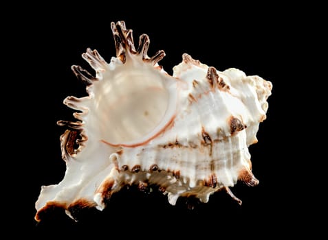 Close-up of Murex Indivia Longspine sea shell on a black background