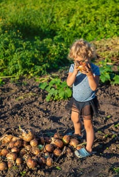 Onion harvest in the garden in the hands of a child. Selective focus. Food.