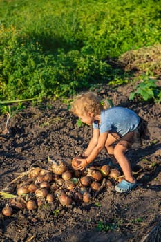 Onion harvest in the garden in the hands of a child. Selective focus. Food.