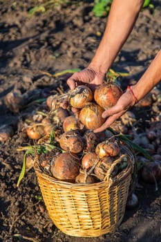 Onion harvest in the garden in the hands of a farmer. Selective focus. Food.