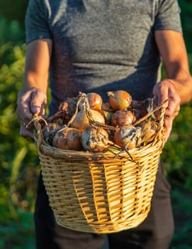 Onion harvest in the garden in the hands of a farmer. Selective focus. Food.