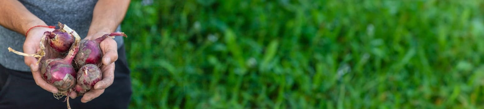 Onion harvest in the garden in the hands of a farmer. Selective focus. Food.