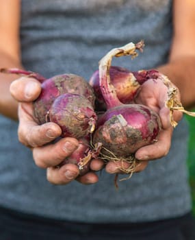 Onion harvest in the garden in the hands of a farmer. Selective focus. Food.