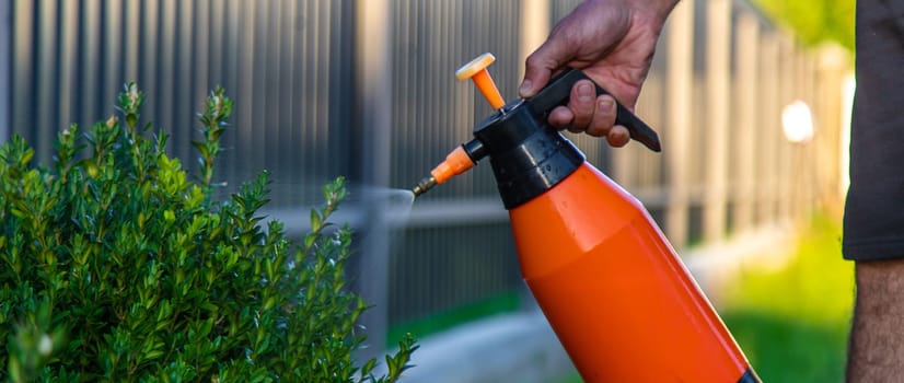 A man gardener processes boxwood bushes. Selective focus. Nature.