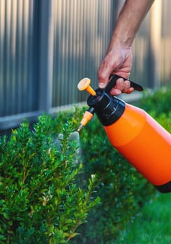 A man gardener processes boxwood bushes. Selective focus. Nature.